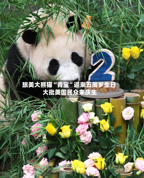 旅美大熊猫“青宝	”迎来五周岁生日 大批美国民众来庆生-第1张图片