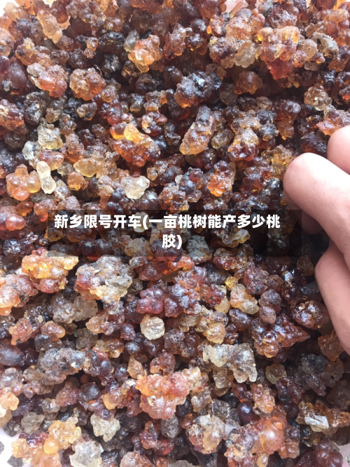 新乡限号开车(一亩桃树能产多少桃胶)-第1张图片